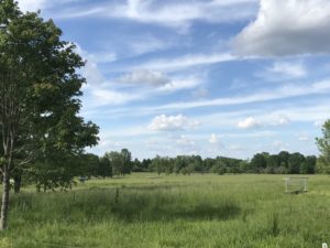 Blue sky with clouds over green country field on summer day.